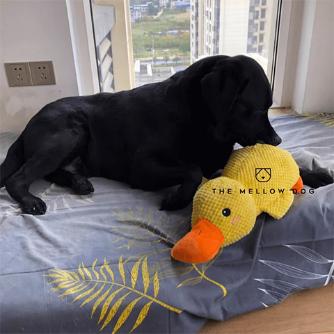 🔥Last Day Sale 50% OFF✨😸Best Friends Calming Duck Toy🐶